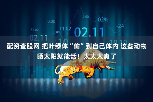 配资查股网 把叶绿体“偷”到自己体内 这些动物晒太阳就能活！太太太爽了